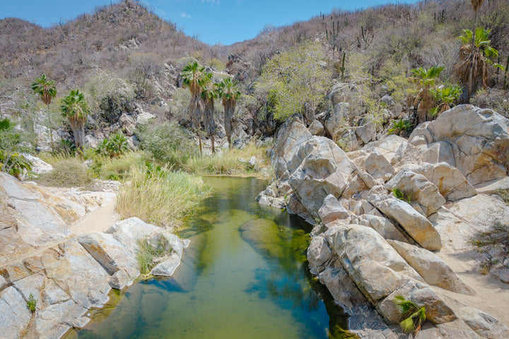 oasis