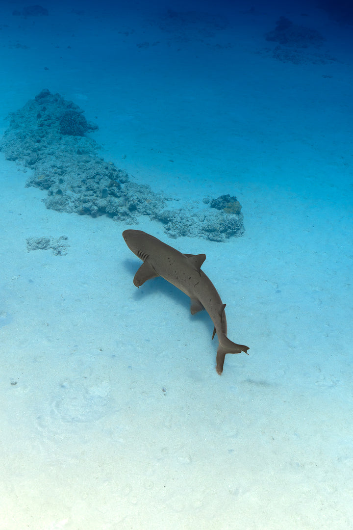 exmouth reef shark