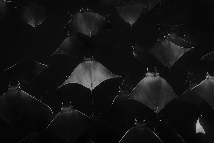 monochrome mobula 3