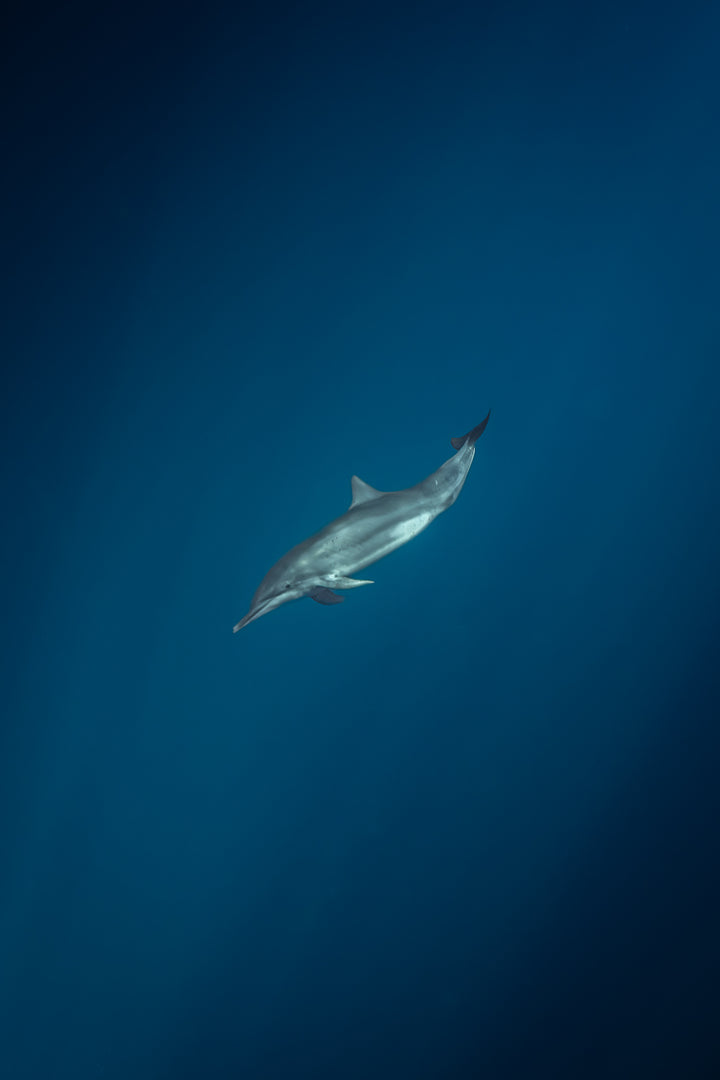 spinner dolphin 1