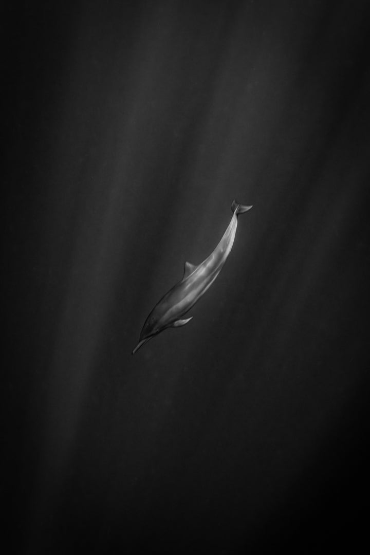 spinner dolphin 2