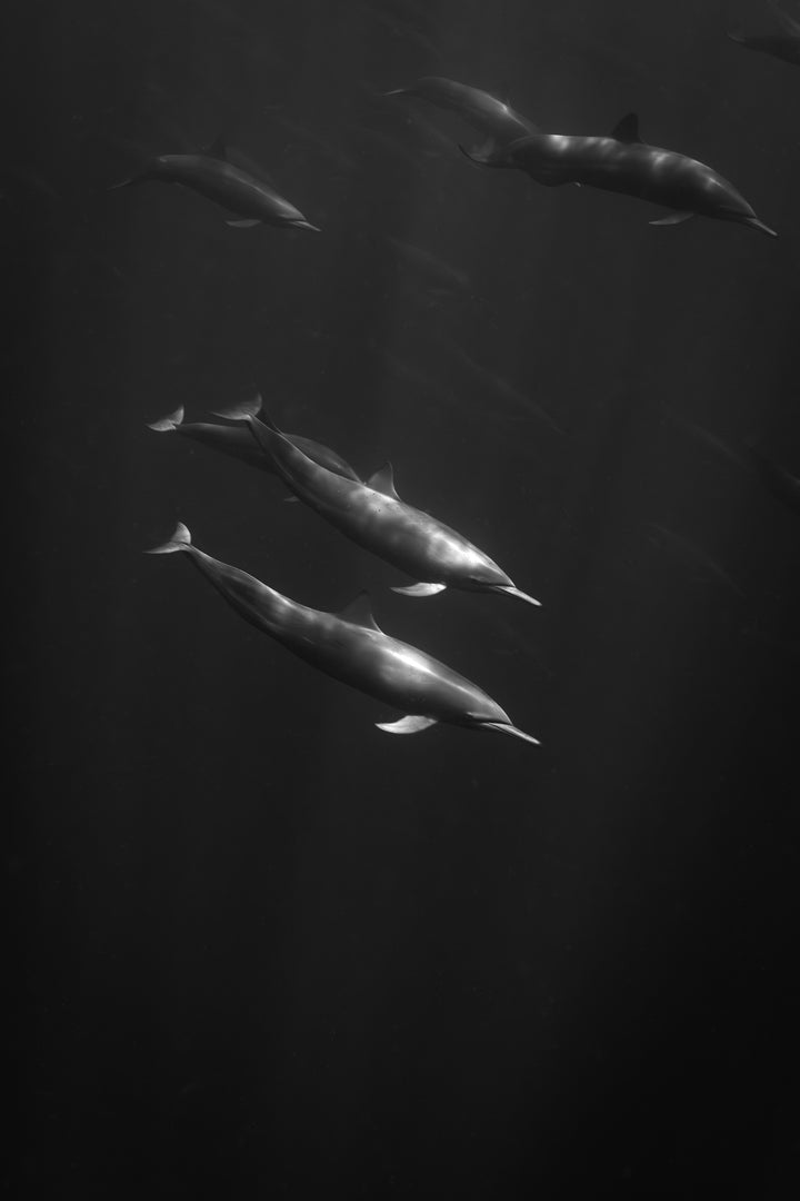 spinner dolphin 4