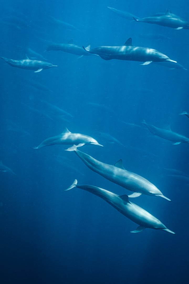 spinner dolphin 3