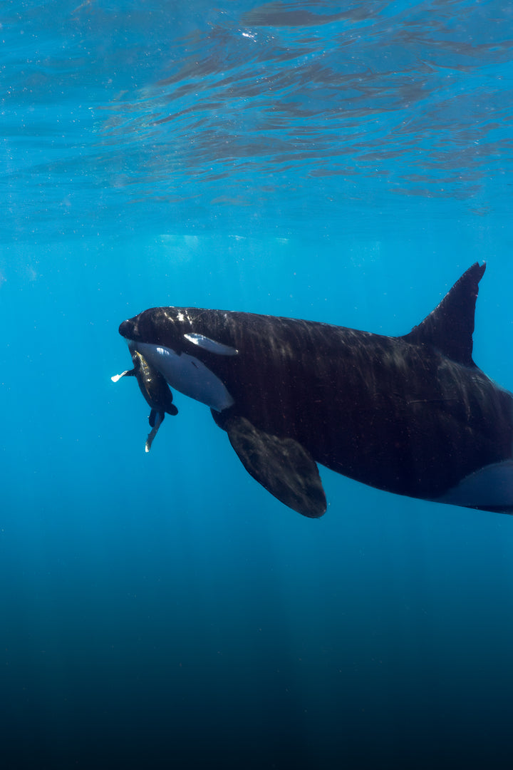 orca 7