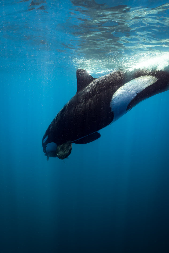 orca 6