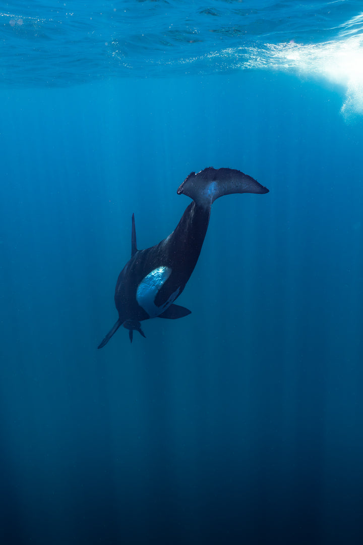 orca 5