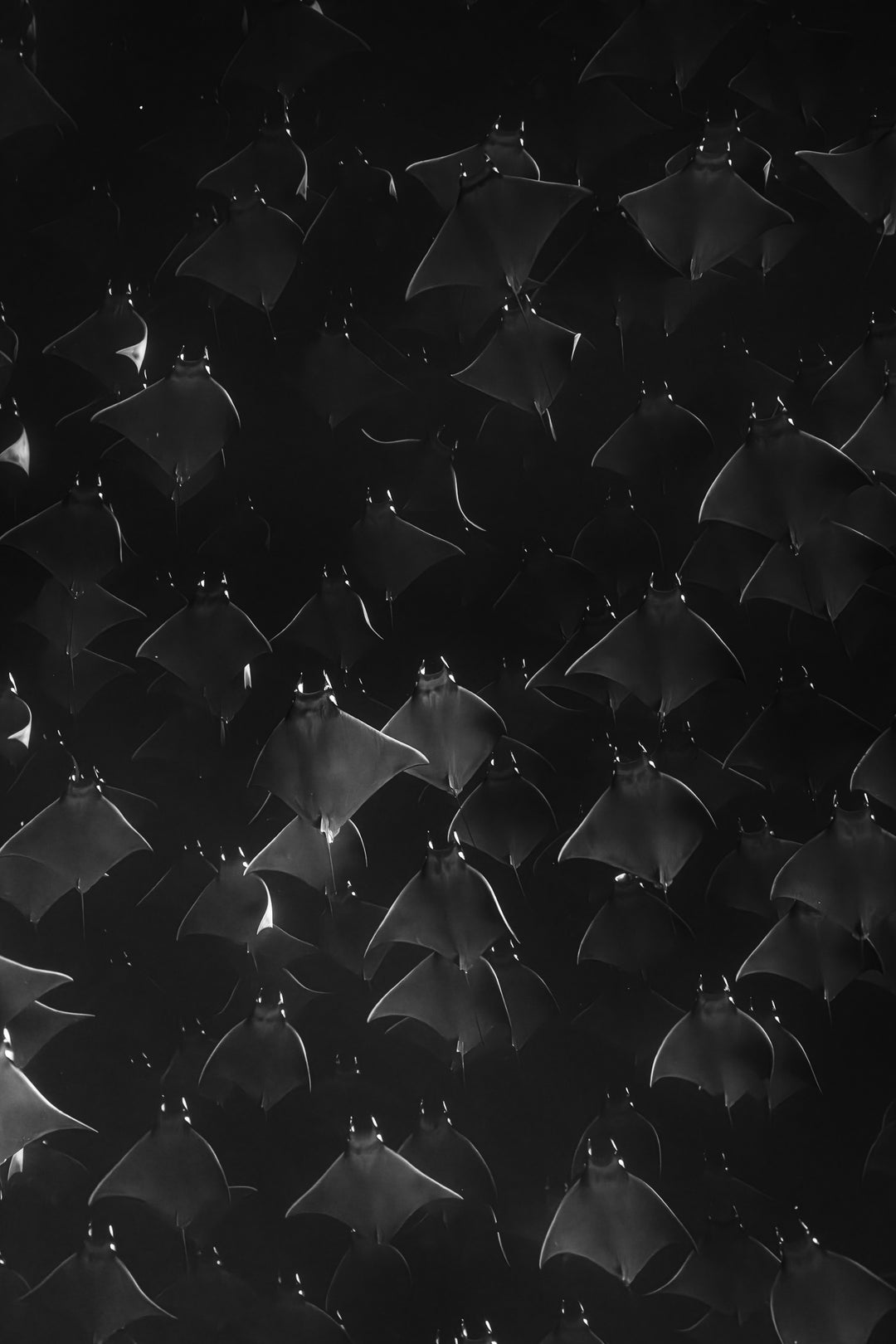 monochrome mobula 1