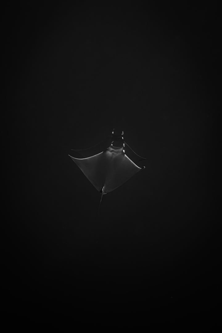 monochrome mobula 2