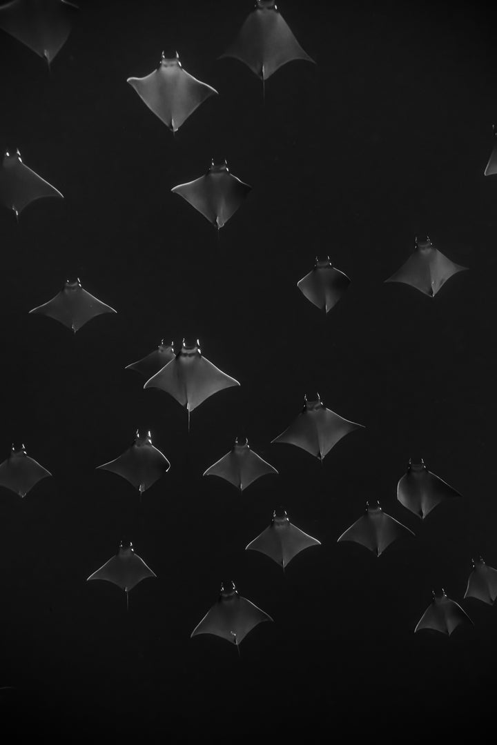 monochrome mobula 4