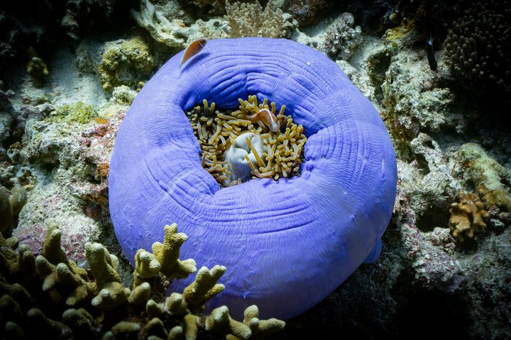 nemo