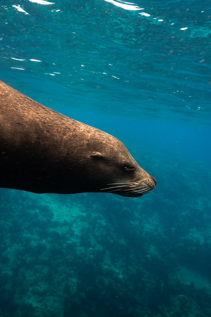 sea lion 1