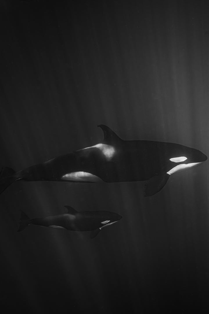 orca 1