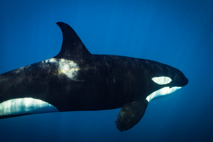orca 2