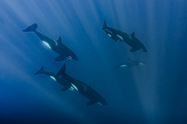 orca 8