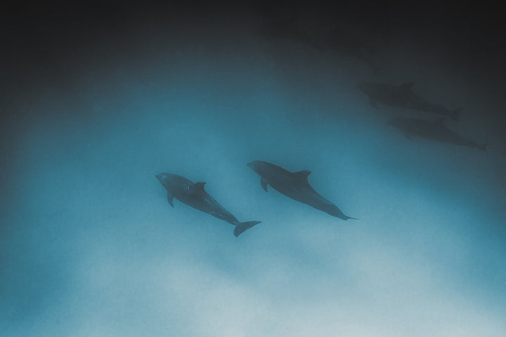 dolphins 1