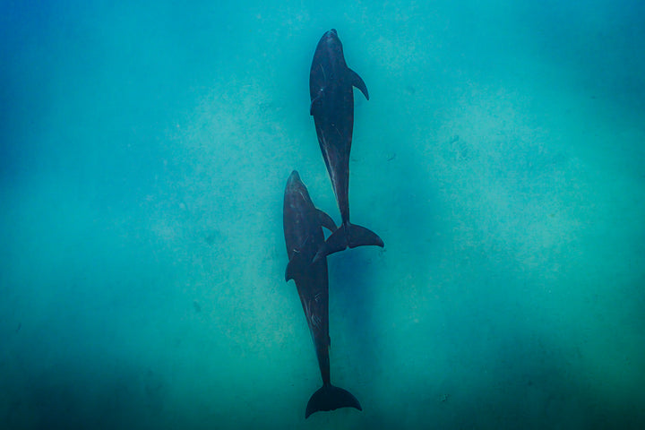 dolphin 2