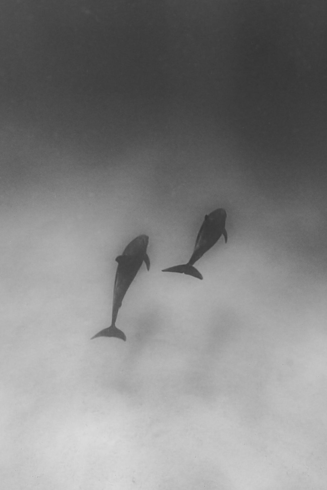dolphin 3