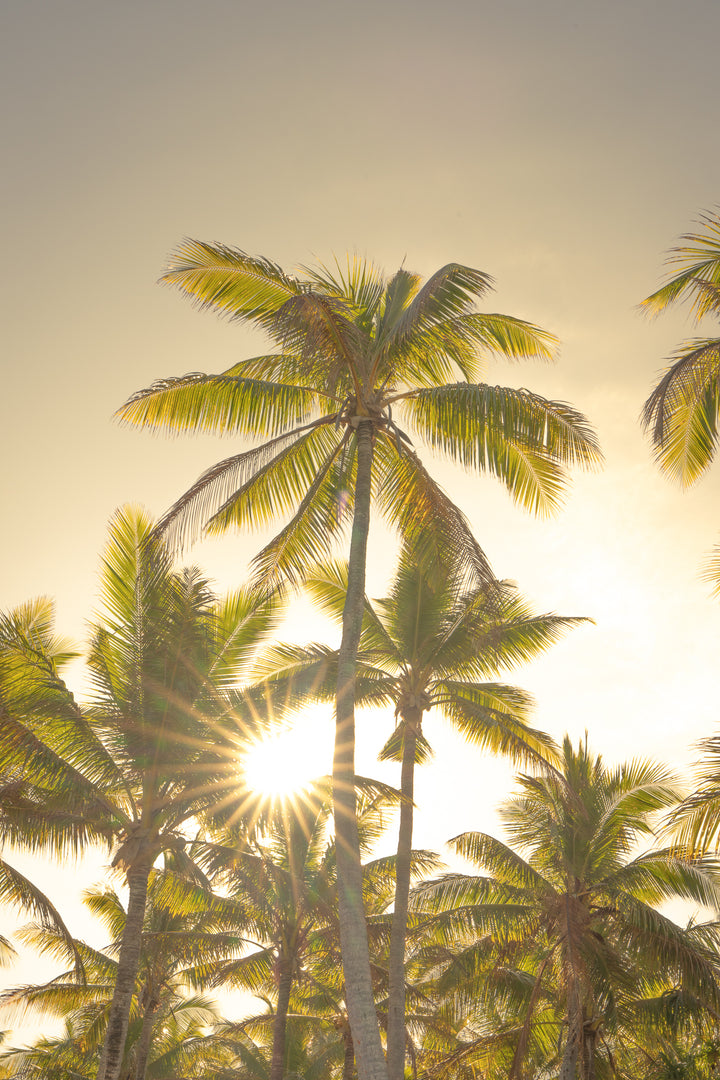 palms 9