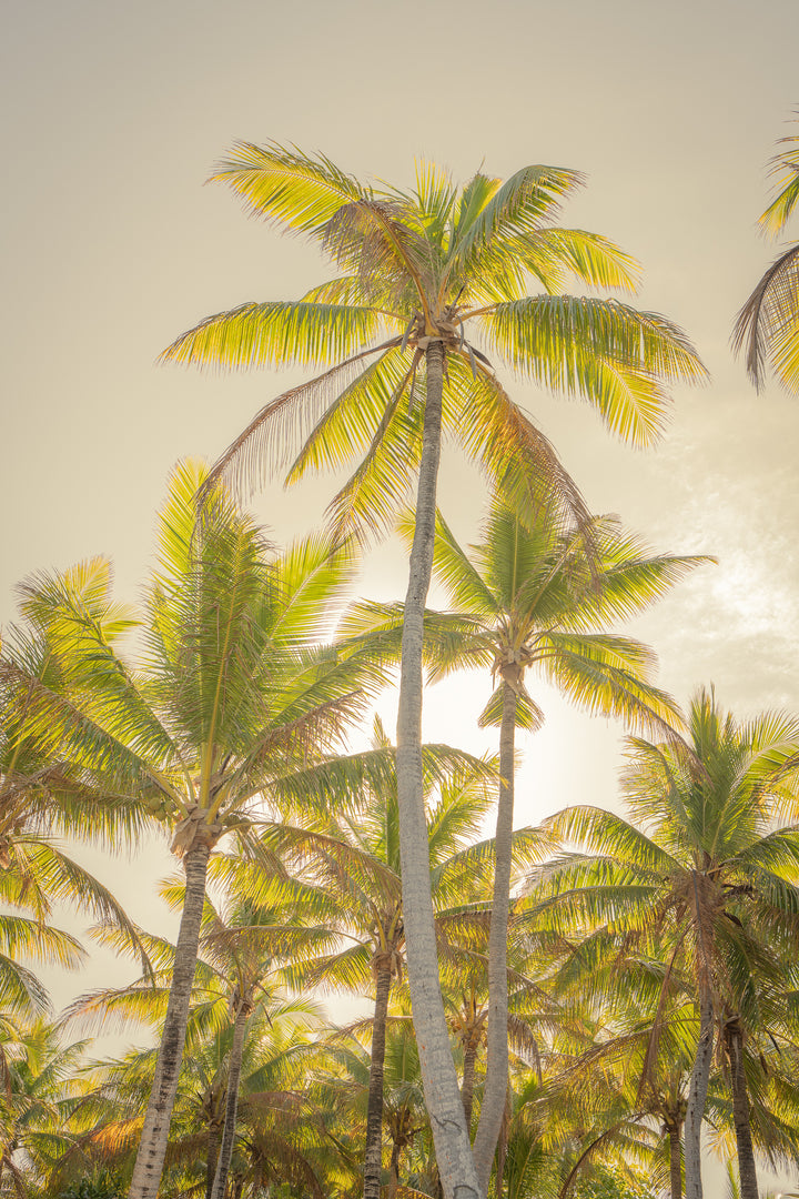 palms 8