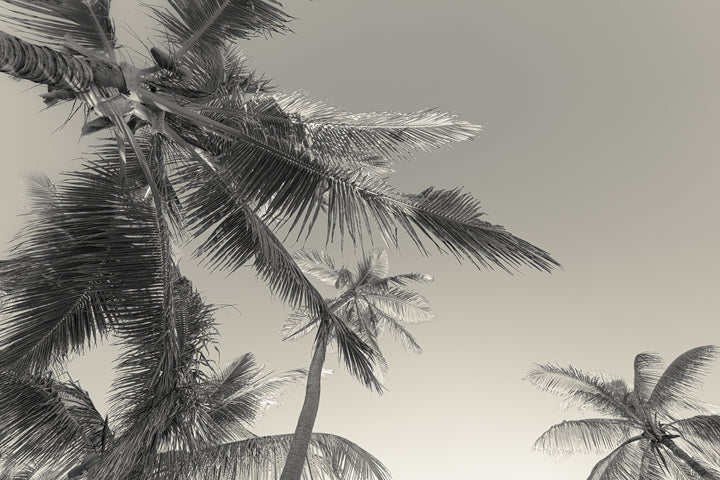 BW palms