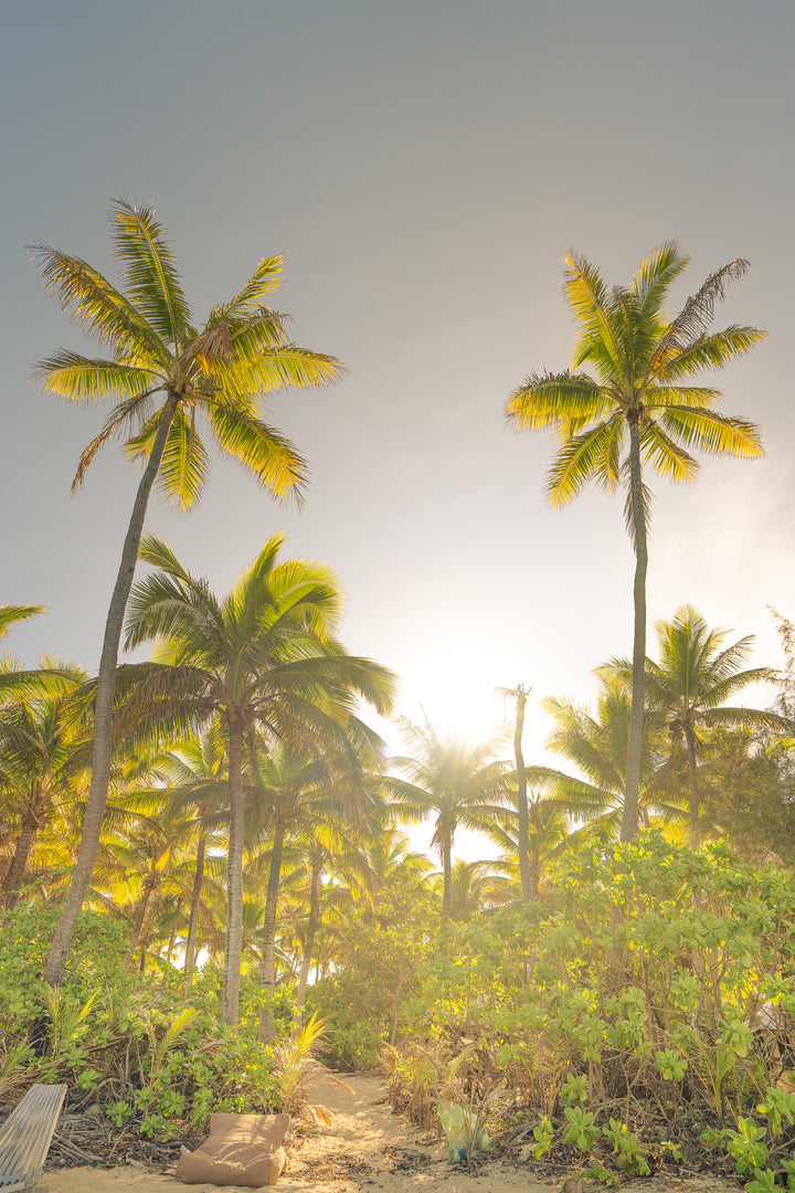 palms 7