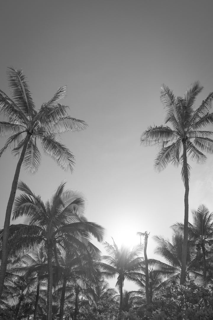 palms 6