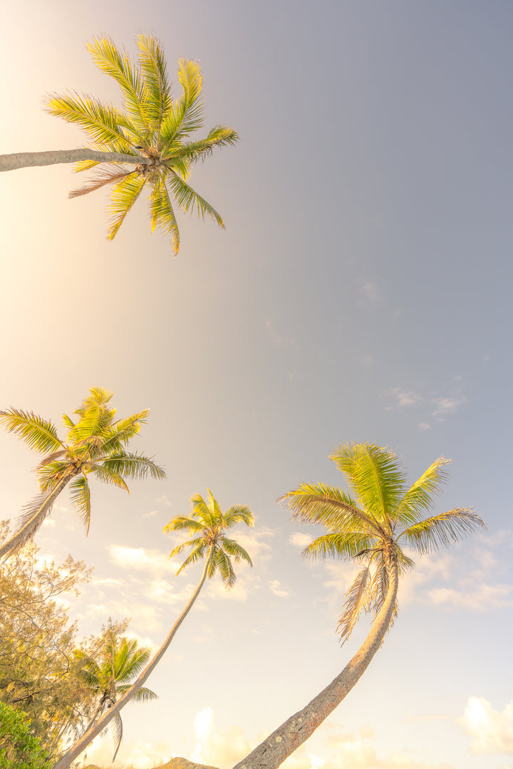 palms 5