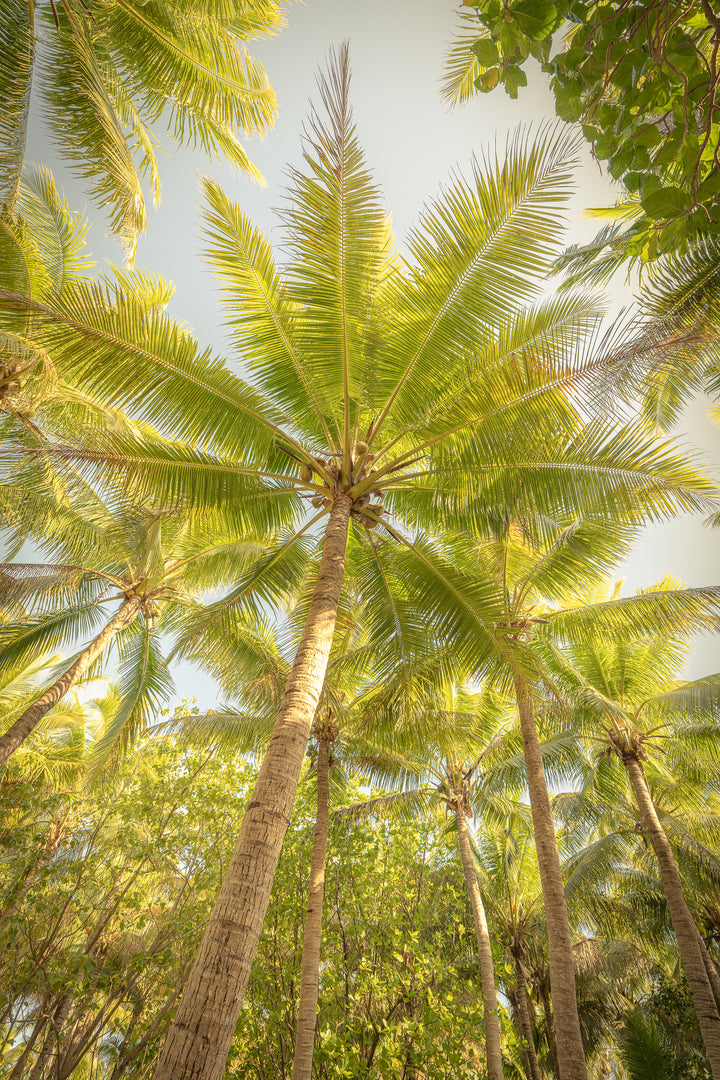 palms 4
