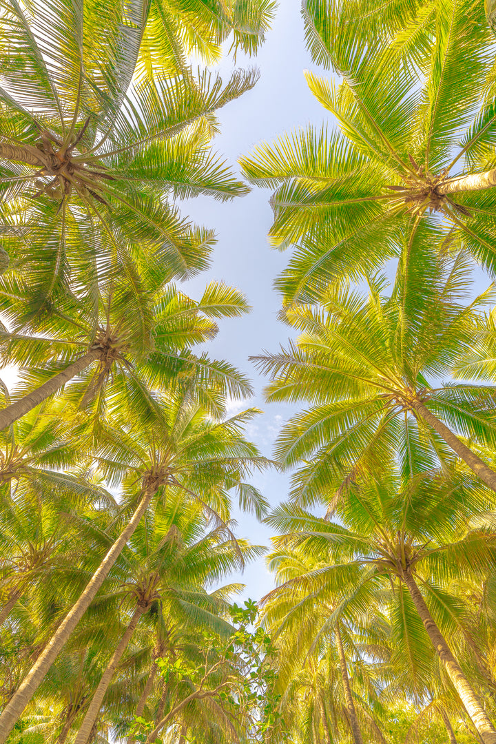 palms 2