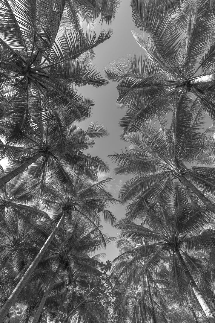 palms 1