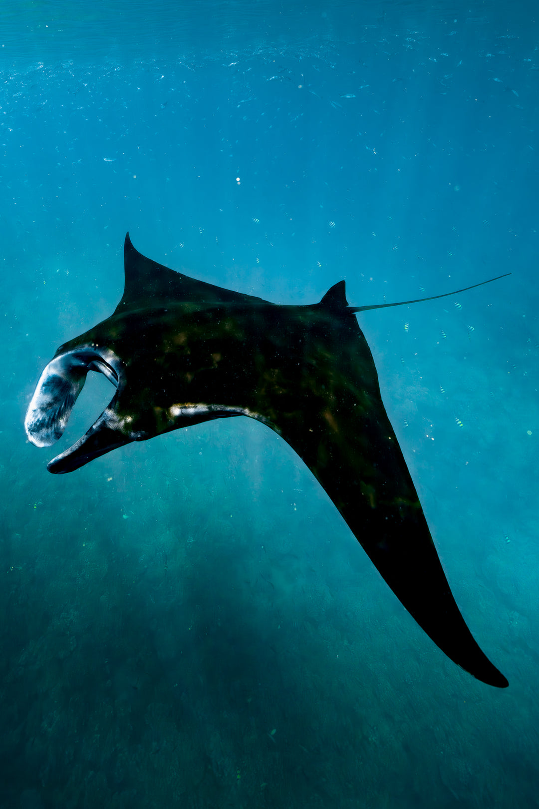 manta magic