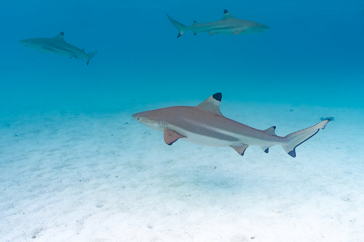 tres shark