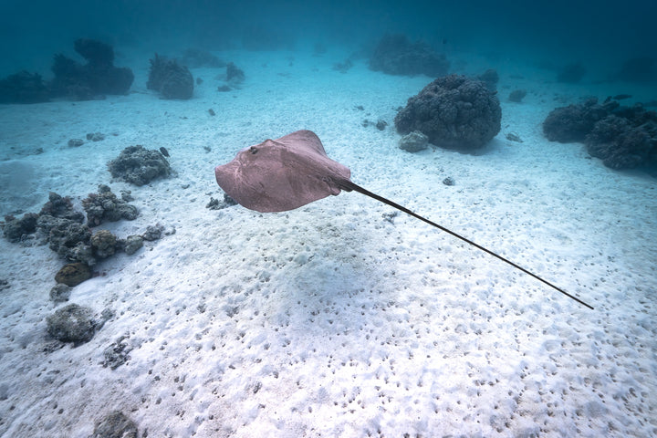 ray 3