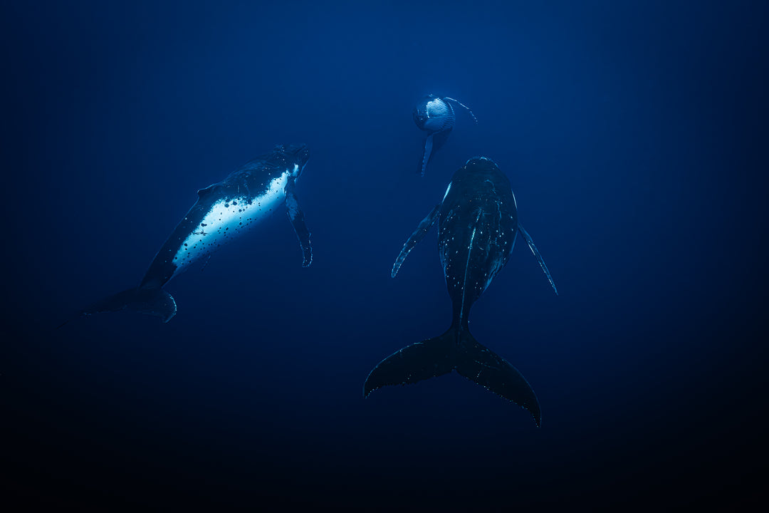 humpback whale 4