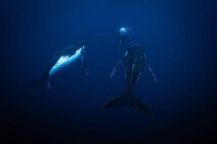humpback whale 4
