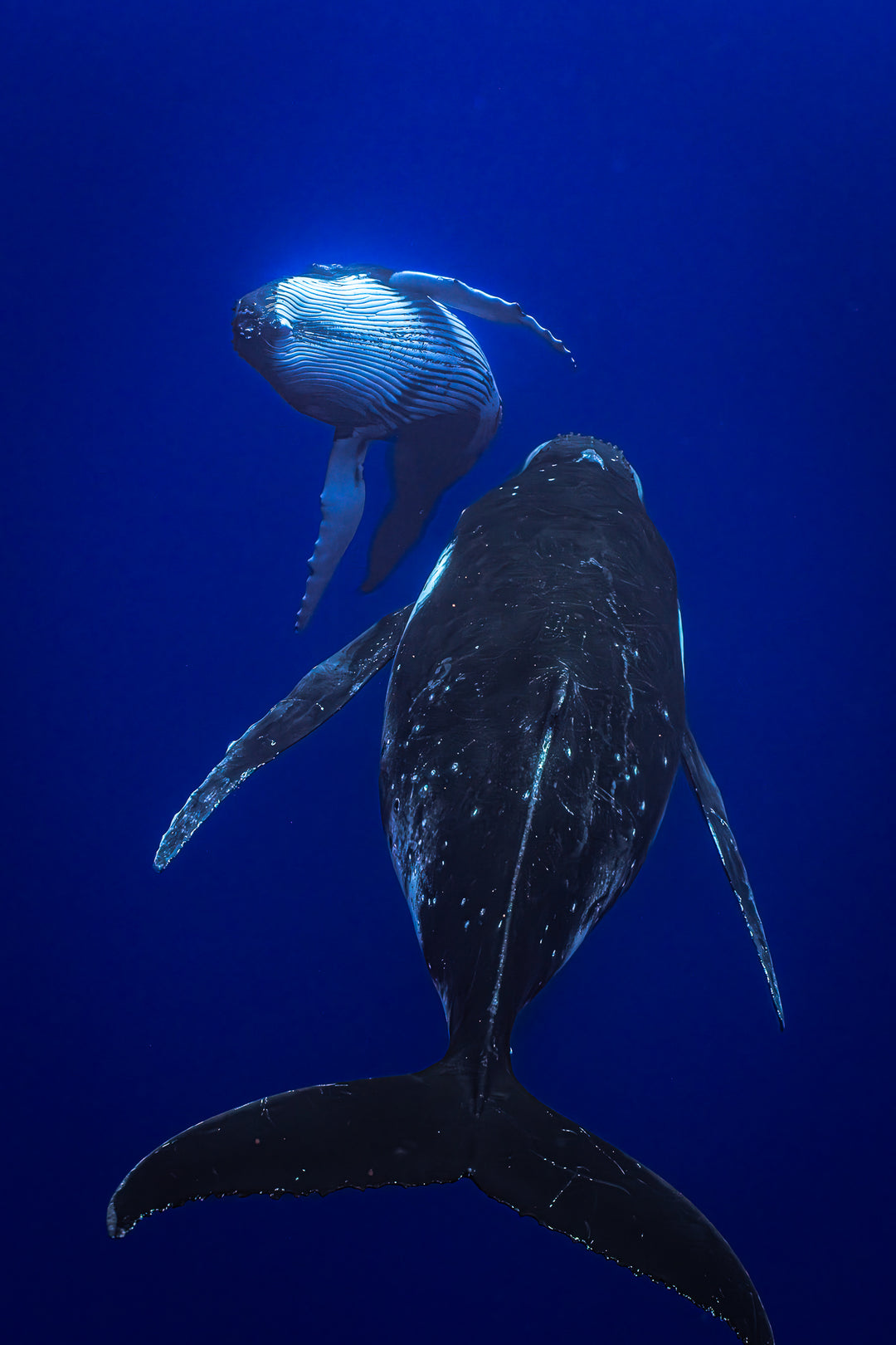 humpback whale 3