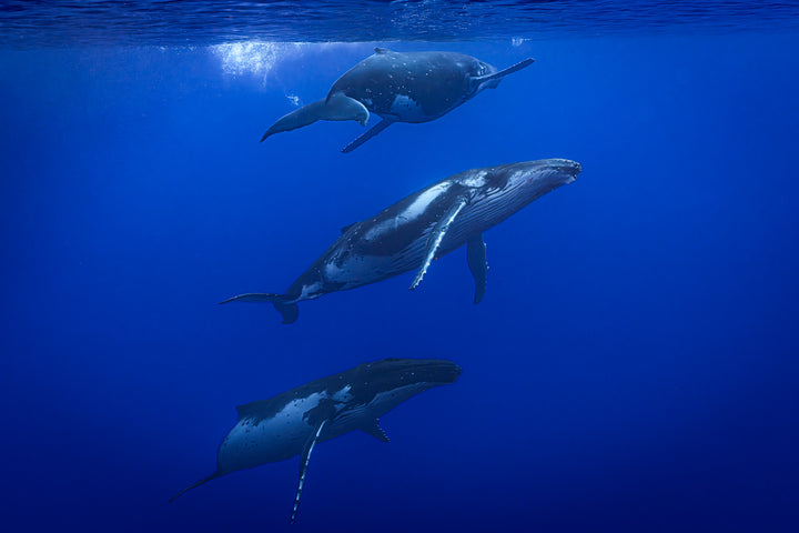 humpback whale 9