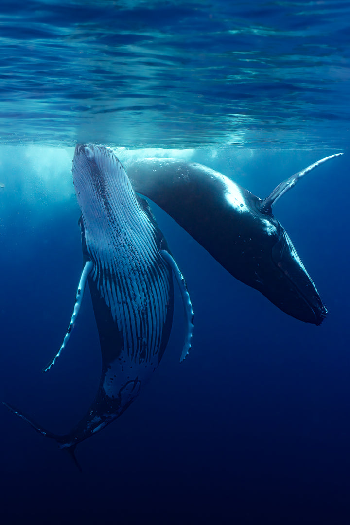 humpback whale 5