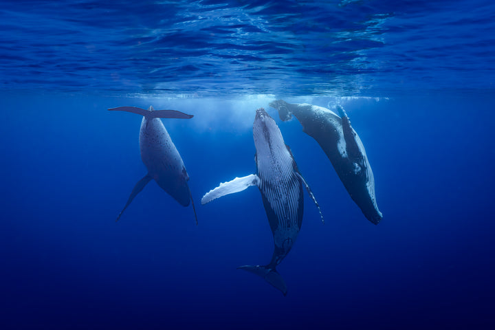 Humpback whale 10