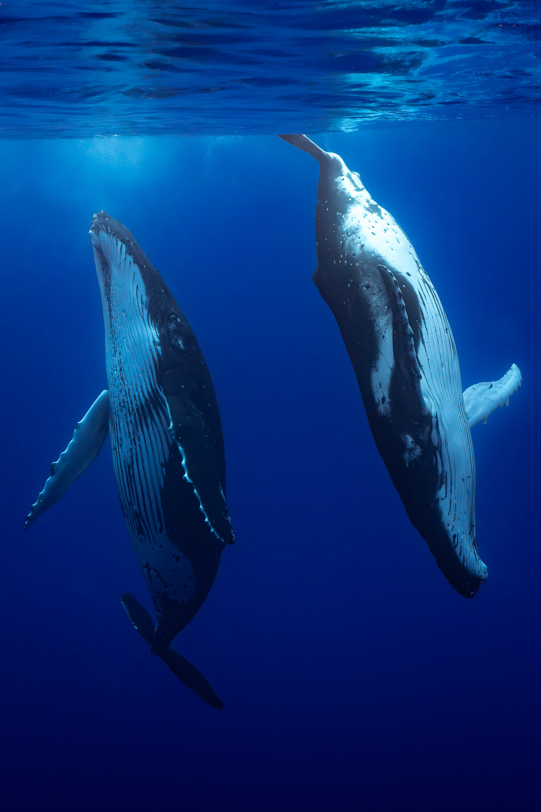 humpback whale 6