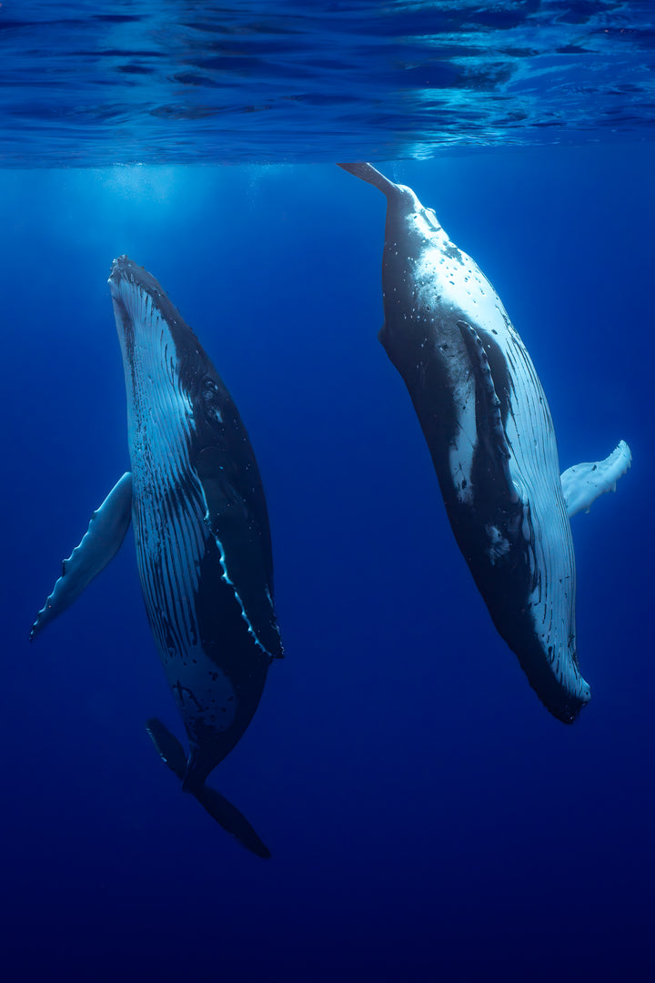 humpback whale 6