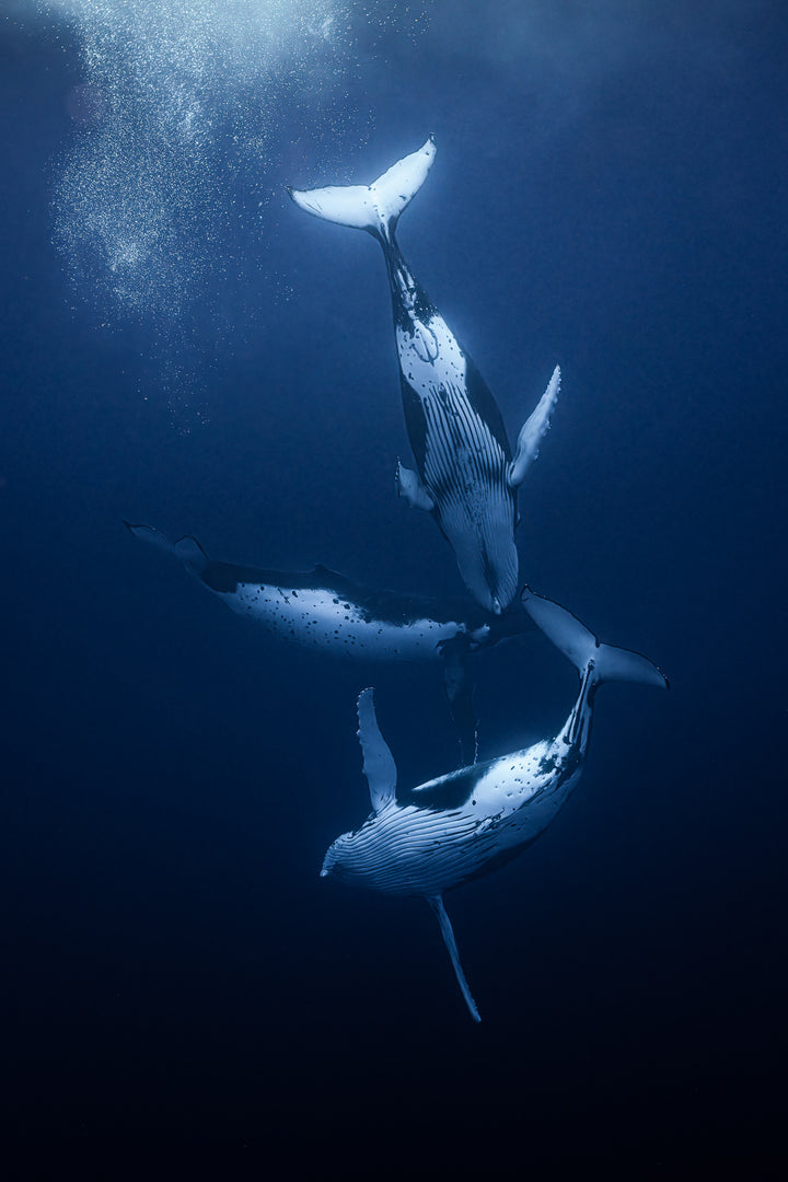 humpback whale 7