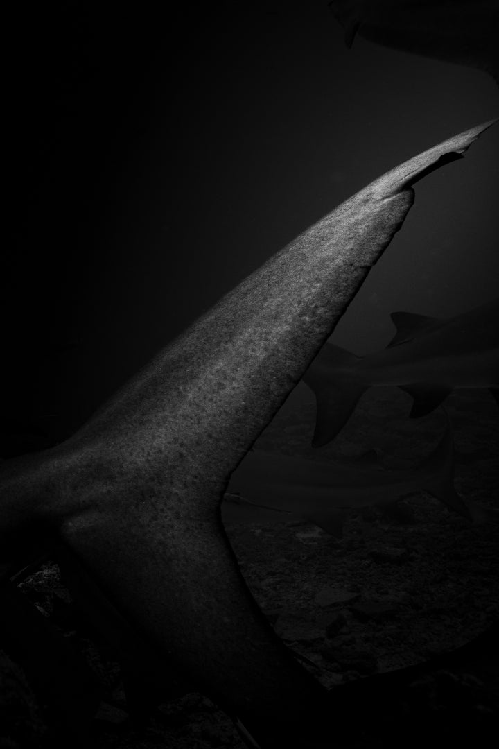 shark tale