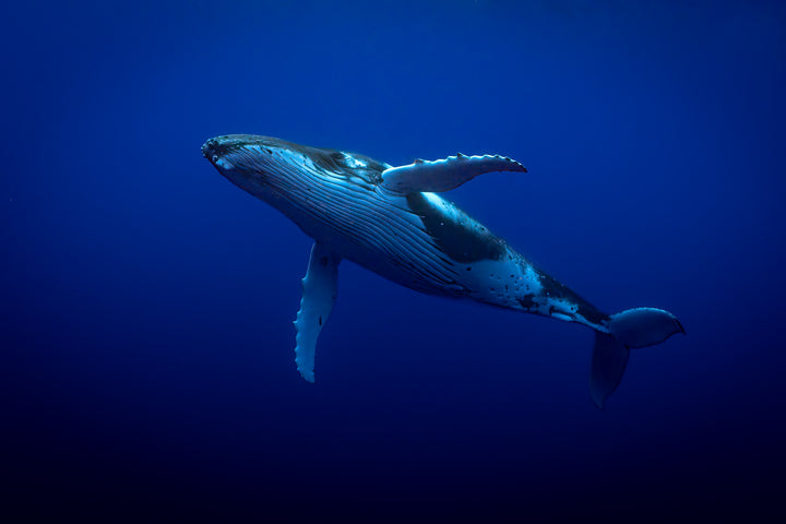 humpback whale 1