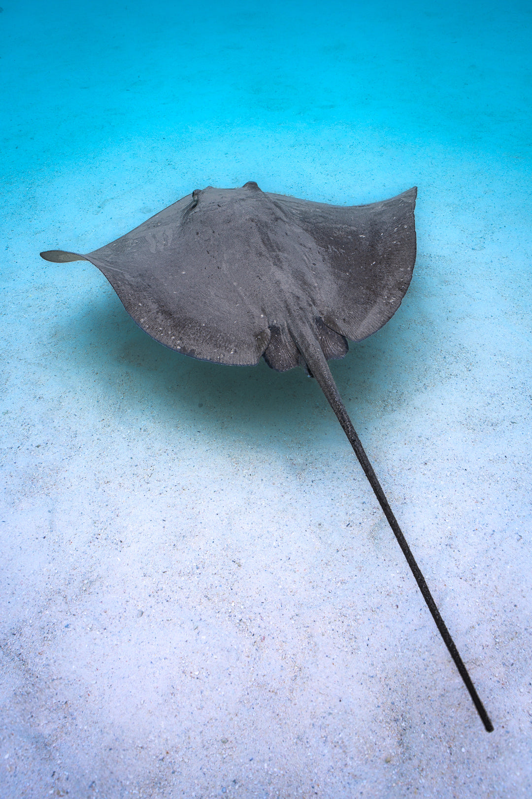 ray time