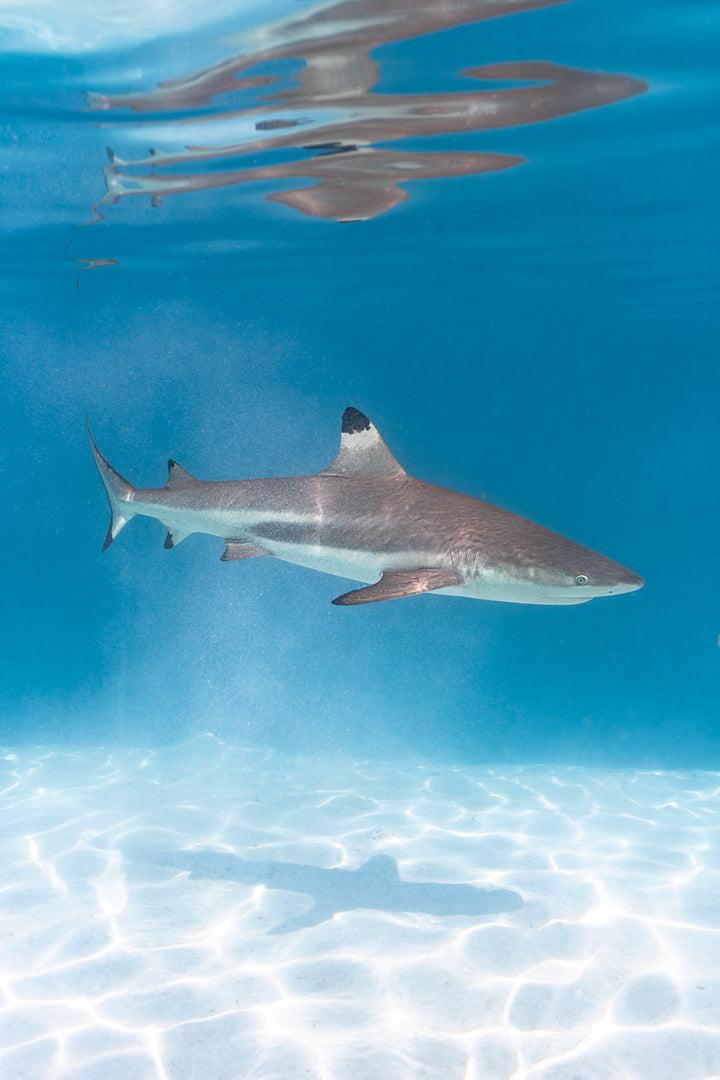 black tip 1