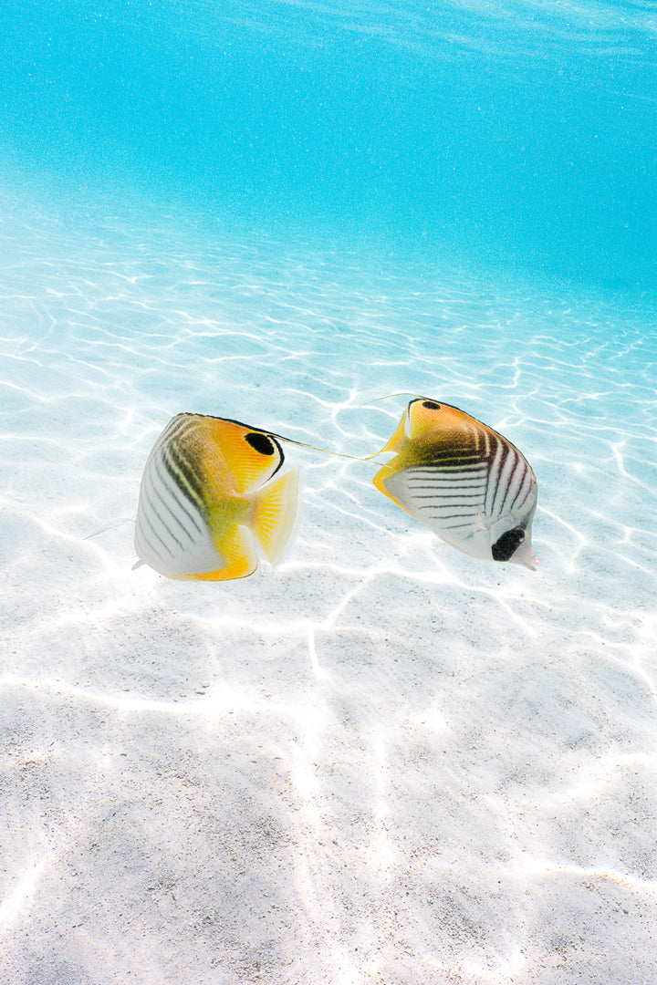 tropical fish 1