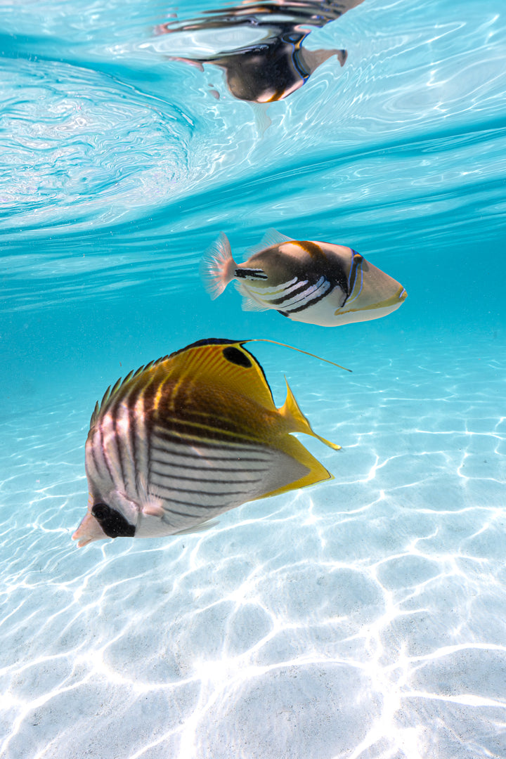 tropical fish 2