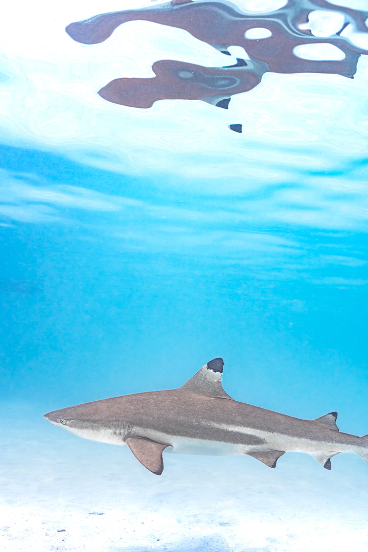 black tip