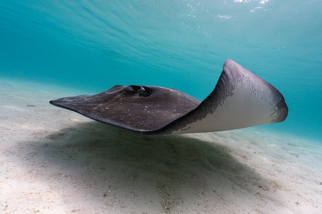 ray5